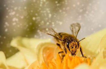 À quoi sert le miel pour les abeilles ?