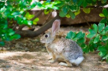 Trouver les accessoires idéaux pour un lapin nain à petit prix