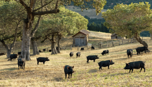 partez à la découverte des routes du jambon ibérique et explorez les terroirs, traditions et saveurs uniques de cette spécialité espagnole emblématique. voyage culinaire et culture garanti !
