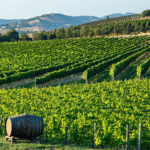 découvrez pourquoi les marques territoriales telles que rioja et manchego jouent un rôle essentiel en espagne, en valorisant l’authenticité, la qualité et l’identité culturelle de chaque région.